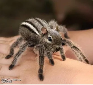w1kspidersquirrel.webp