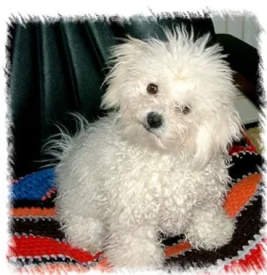 bolognese_private.webp