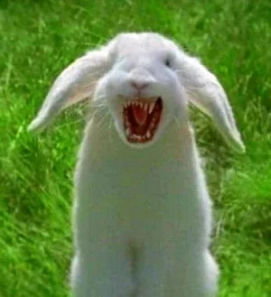 bunny.webp