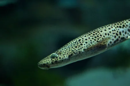 800px-Scyliorhinus_stellaris_aquarium.webp