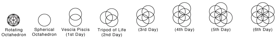 Seed_Of_Life_Stages.webp