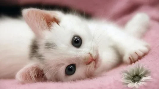 Cute2.webp