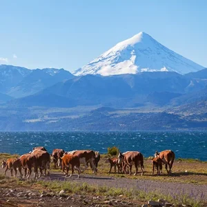 argentina.webp