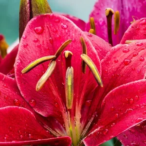 crimson.webp