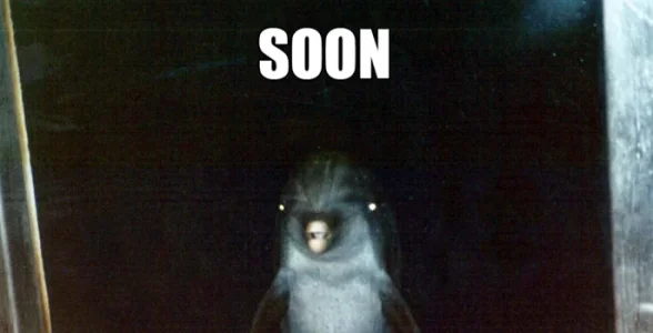 scary-dolphin.webp