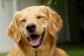 images.webp