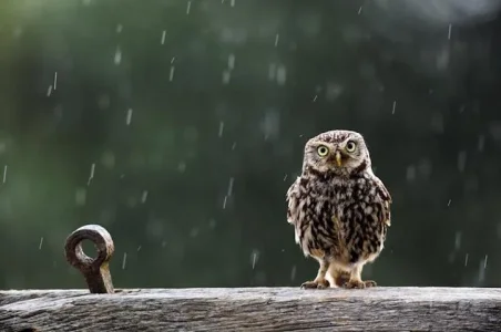 Owl-in-Rain-HQ-Wallpaper.webp