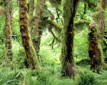 Trees in the Olympic National Parks Hall of Mosses.webp