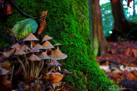TCP-Nature-Fungi-20973.webp
