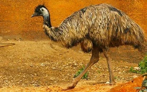 emu_2754413a.webp