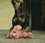 doggyrp7.gif