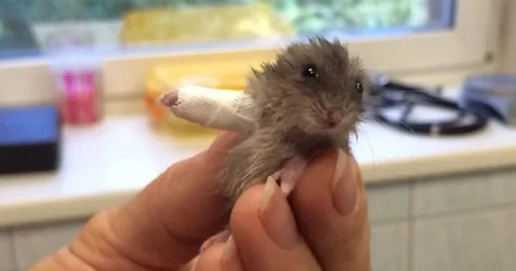 hamster-broken-arm-cast-fb__700-png.webp