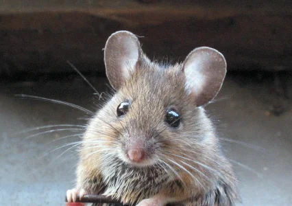mouse.webp