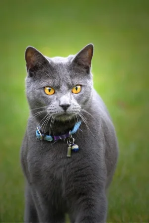 Chartreux-Cat-Breed-Picture.webp