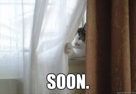 7-soon-funny-cat-stalking-you.webp