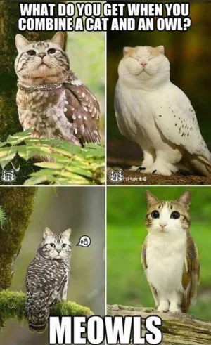ZfsXqfS.webp