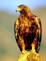 4E6C23E5-5142-42CF-BCB0-24A79B6C9EC2.webp
