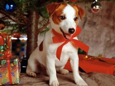 1290657076_470x353_christmas-dog-under-christmas-tree.webp
