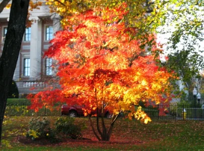 Tree.webp