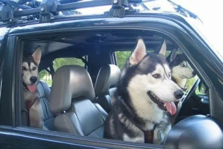 Dogs-Driving-13.webp