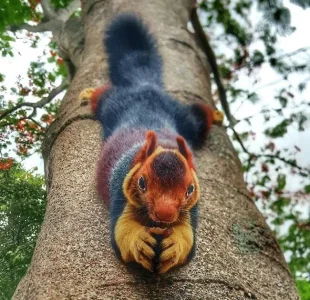 squirel.webp