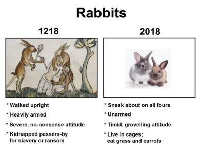 rabbit.webp