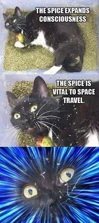 spice.webp