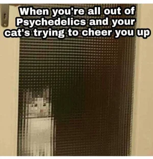cat.webp
