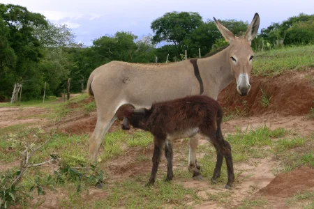 Burro_(fêmea)_com_filhote_-_REFON.webp