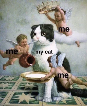cat.webp