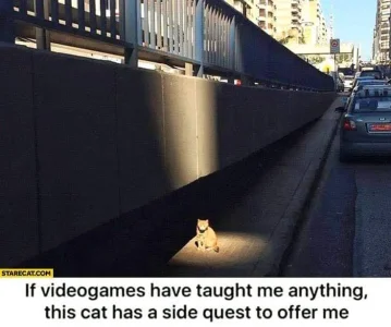 cat.webp