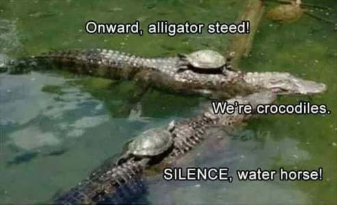 turtle.webp