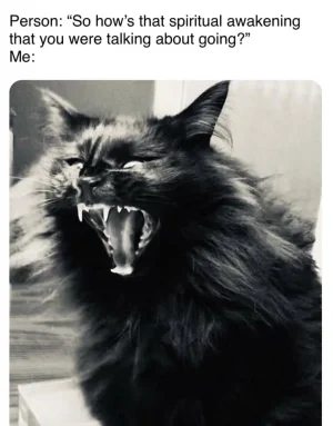 cat.webp