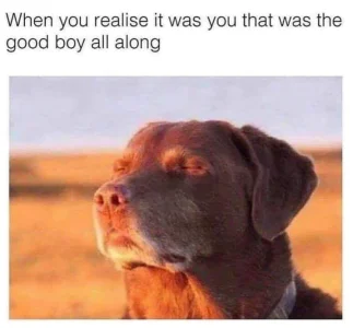 dog.webp