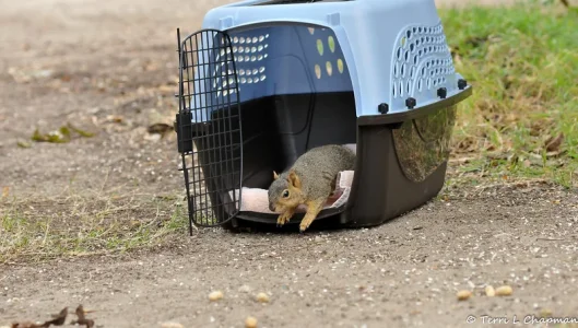 Rescued Squirrel 11-12-16 (1 of 1)-3-L.webp