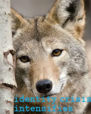 coyoteidentity.webp