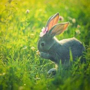 32-Bunny-Picture.webp