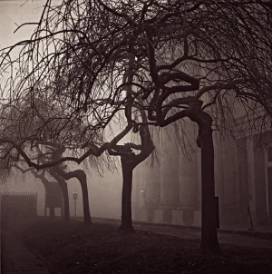 Trees in Fog Near St Michael's Macc Duotone.webp