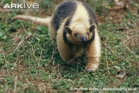 Collared-anteater-walking-on-ground.webp