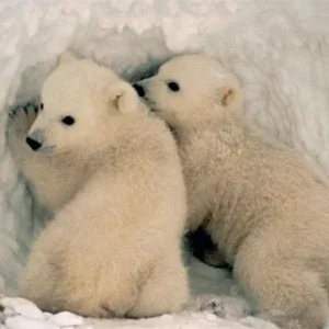 polar-bear-prompts-climate-change-action_1.webp