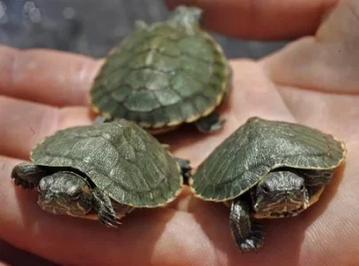 turtles-8914.webp