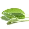 sage.webp