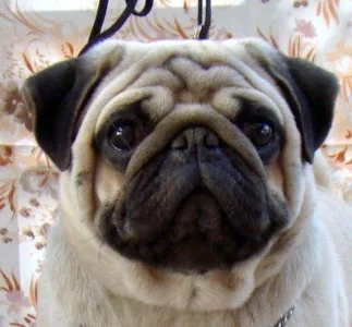 pug-face.webp