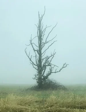 Skares Tree.webp