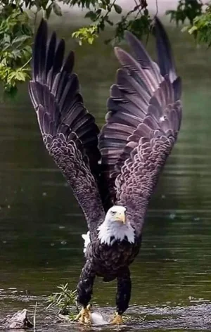 FB_IMG_1585857491641.webp