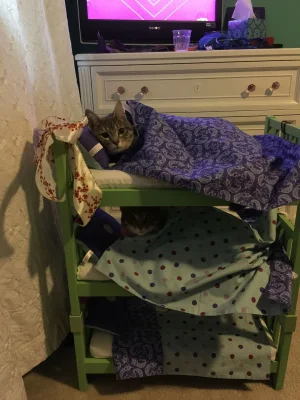 Cat bunk beds.webp