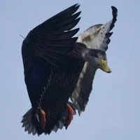blackduck.webp