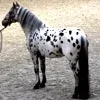 appaloosa.webp
