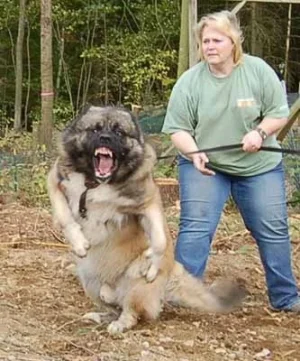 Caucasian_Shepherd_Temprament.webp