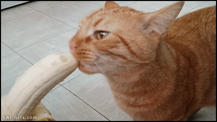 CAT GIF • Amazing Cat eating a delicious banana like a human.gif